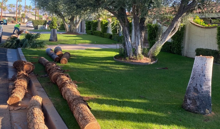 1 Tree Removal