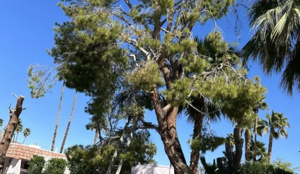 2 Tree Trimming and Pruning