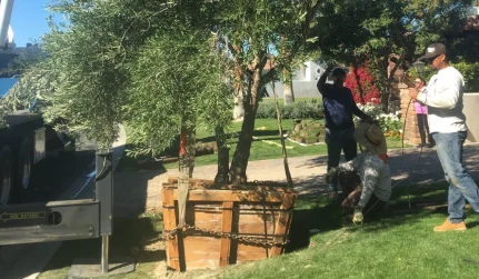 5 Tree Planting